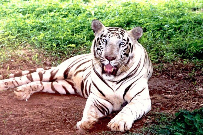 Bhubaneshwar to Similipal National Park Expedition - Who Is This Tour Best For?