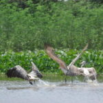 Bird Watching at Tonle Saps Inundated Forest - What Makes This Tour Stand Out