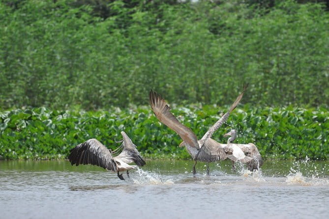 Bird Watching at Tonle Saps Inundated Forest - What Makes This Tour Stand Out