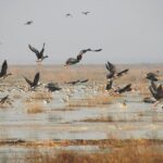 Bird Watching Tour at Nanji Hill Poyang Lake Nature Reserve From Nanchang - Why This Tour Works for You