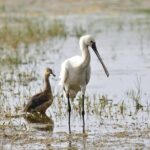 Bird Watching Tour in Muthurajawela Wetland from Colombo Harbour - Who Should Consider This Tour?