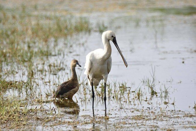 Bird Watching Tour in Muthurajawela Wetland from Colombo Harbour - Who Should Consider This Tour?
