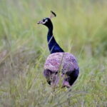 Bird Watching with Cannoning Tour in Chitwan National Park - Who Will Love This Tour?