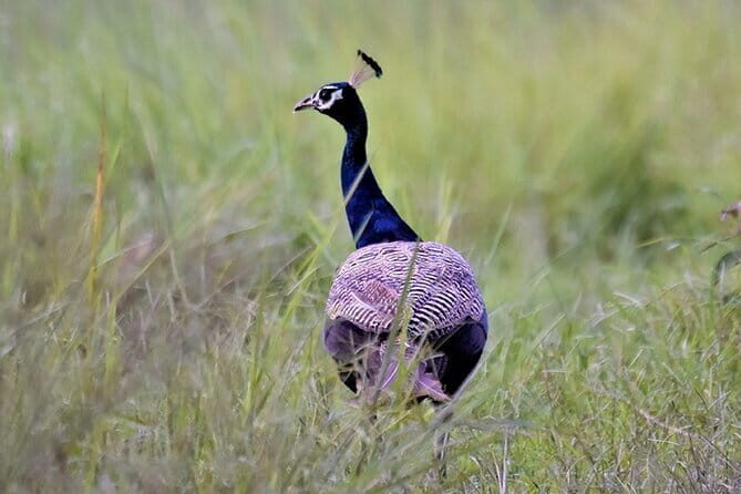 Bird Watching with Cannoning Tour in Chitwan National Park - Who Will Love This Tour?