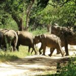 Birds and Wildlife Tour (11 Days) - A Full Breakdown of the 11-Day Sri Lanka Wildlife Tour