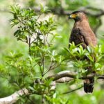 Birds, Wildlife and Culture of Sri Lanka (11 Days) - Who Will Love This Tour?