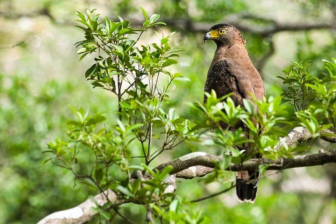 Birds, Wildlife and Culture of Sri Lanka (11 Days) - Who Will Love This Tour?
