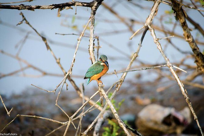 Birdwatching and Nature Walk of South Goa - Price and Value