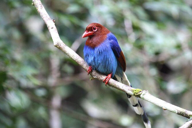Birdwatching from Sinharaja Rainforest - An In-Depth Look at the Sinharaja Birdwatching Tour