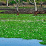 Birdwatching Trek in Anawilundawa Sanctuary from Kalpitiya - A Detailed Look at the Birdwatching Trek