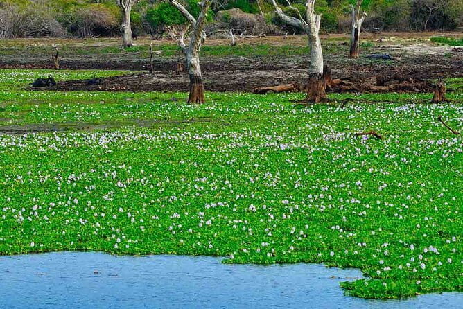 Birdwatching Trek in Anawilundawa Sanctuary from Kalpitiya - A Detailed Look at the Birdwatching Trek