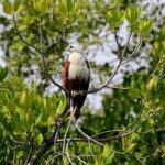 Birdwatching Walk in Anawilundawa Sanctuary - Final Thoughts