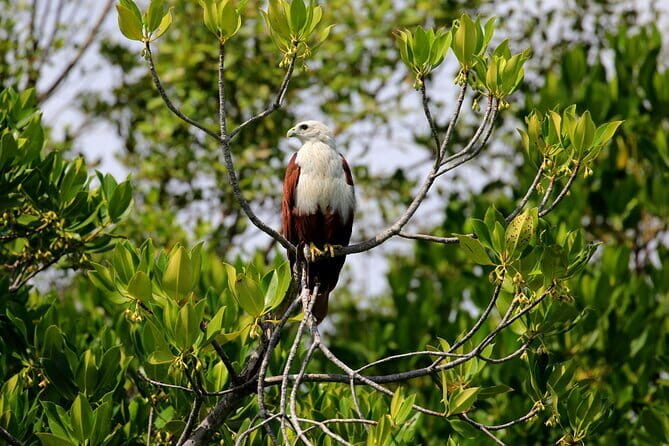 Birdwatching Walk in Anawilundawa Sanctuary - Final Thoughts
