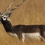 Blackbuck Safari from Rajkot - What’s Included and What’s Not