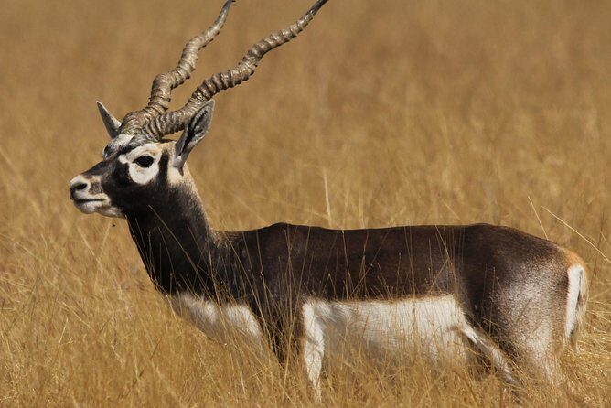 Blackbuck Safari from Rajkot - What’s Included and What’s Not
