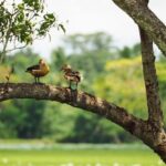Boat Tour in Tissamaharama Lake - The Sum Up