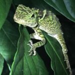 Bohol: Bilar - Night Safari Tour - Who Will Enjoy This Tour?