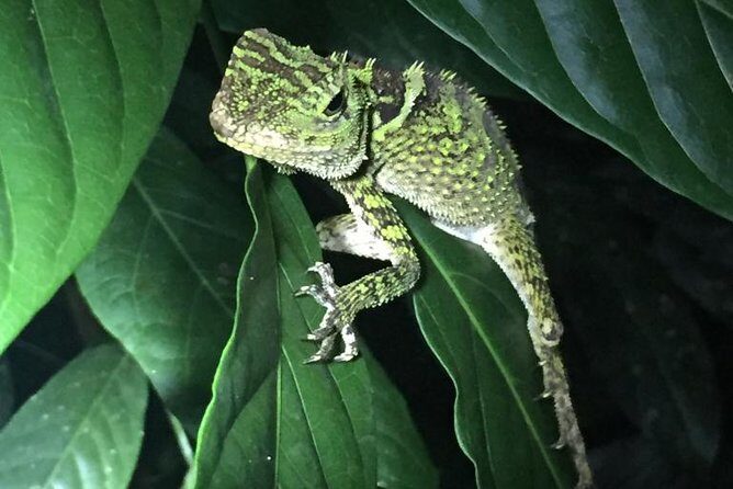 Bohol: Bilar - Night Safari Tour - Who Will Enjoy This Tour?