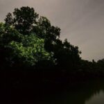 Bohol Firefly Or Fullmoon Tour Stand Up Paddle Tour - Who Should Consider This Tour?