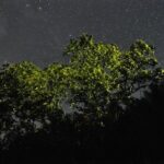 Bohol: Firefly Watching Cruise or Kayaking - Who Will Love This Tour?