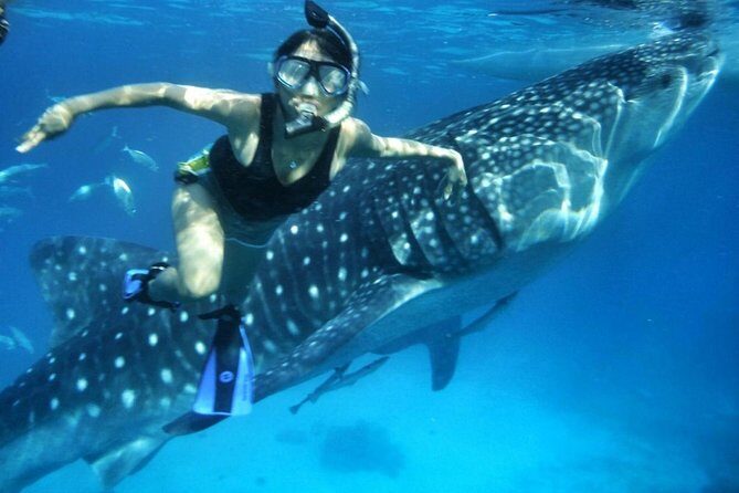 Budgeted: Bohol to Oslob Cebu Whale Shark Experience - Is It Worth the Price?