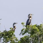 Bundala National Park Private Safari - The Benefits of a Private Safari