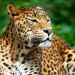 Bundala National Park Safari from Hikkaduwa - Final Thoughts