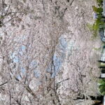 Busan Cherry Blossom Private Day Tour in Jinhae Gyeonghwa Station - Transportation and Practical Details