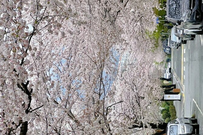Busan Cherry Blossom Private Day Tour in Jinhae Gyeonghwa Station - Transportation and Practical Details