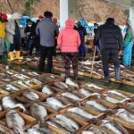 Busan seafood tour : Cod Auction and Clam Auction in Winter - Clam Auction and Coastal Exploration