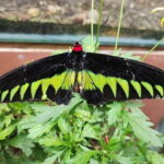 Cameron Highland Full Day Tour from KL City Private Tour - Practical Details & Tips