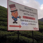 Cameron Highlands Day Trip - What We Loved About This Tour