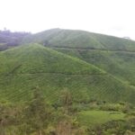 Cameron Highlands Hill Forest Walk - Who Should Consider This Tour?