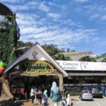 Cameron Highlands Multi Days Tour - Detailed Day-by-Day Breakdown of the Itinerary