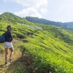 Cameron Highlands Nature Full Day Tour with Hobbitoon Village - Who Will Love This Tour?