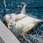 Catch the fish of a lifetime in adventurous waters  Negombo - Who should consider this tour?