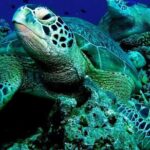 Cebu to Bohol: 2D and 1N with Bohol Tour and Firefly Tour - Final Thoughts