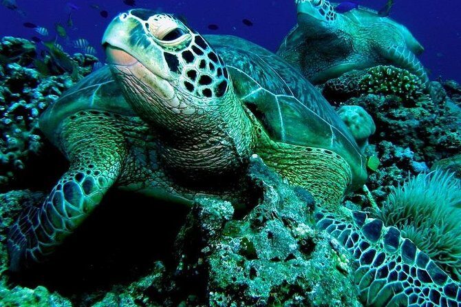 Cebu to Bohol: 2D and 1N with Bohol Tour and Firefly Tour - Final Thoughts