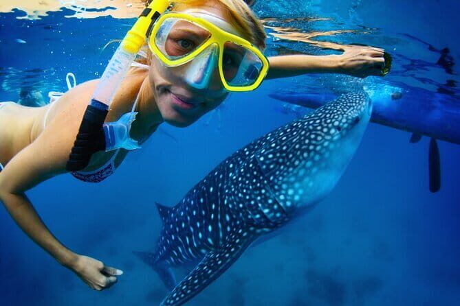 Cebu Ultimate Oslob Whale Shark and Moalboal Turtles Joiner Tour - Lunch with a View: Recharging by the Sea