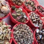 Cham Island Day Tour & Snorkeling from Da Nang with Group tour - Detailed Review of the Cham Island Day Tour
