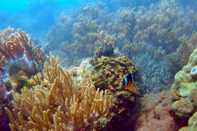 Cham Island Exploration Tour and Swimming with Local Guide - Practical Insights & Considerations
