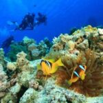 Cham Island Snorkeling,Beach Tour (Hoi An Viet Nam) - Practical Tips for Future Travelers