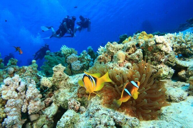 Cham Island Snorkeling,Beach Tour (Hoi An Viet Nam) - Practical Tips for Future Travelers