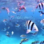 Charter Snorkeling (near Churaumi Aquarium) Free photo gift - FAQ