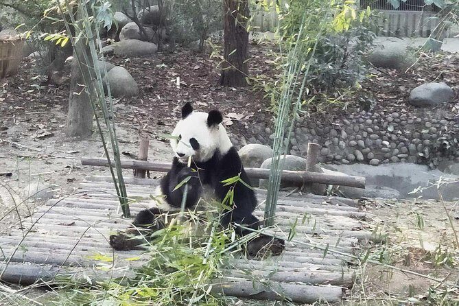 Chengdu Day Trip of Giant Panda and Local Culture Experience - Experiencing Chengdu’s Local Life at Renmin Park