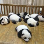 Chengdu Discovery: 4-Hour Giant Panda Base Tour - What Makes This Tour Special