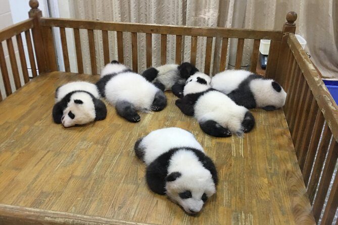 Chengdu Discovery: 4-Hour Giant Panda Base Tour - What Makes This Tour Special