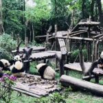 Chengdu Impression of Lovely Pandas and Giant Buddha - FAQs