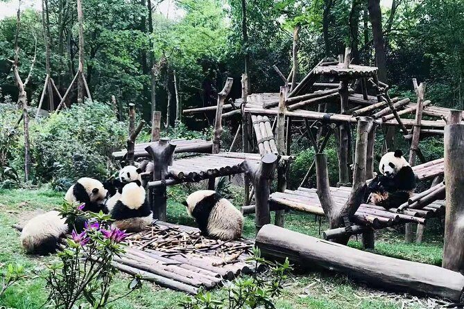 Chengdu Impression of Lovely Pandas and Giant Buddha - FAQs