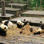 Chengdu Panda and Huanglongxi Ancient Town Private Day Tour - Practical Details and Tips